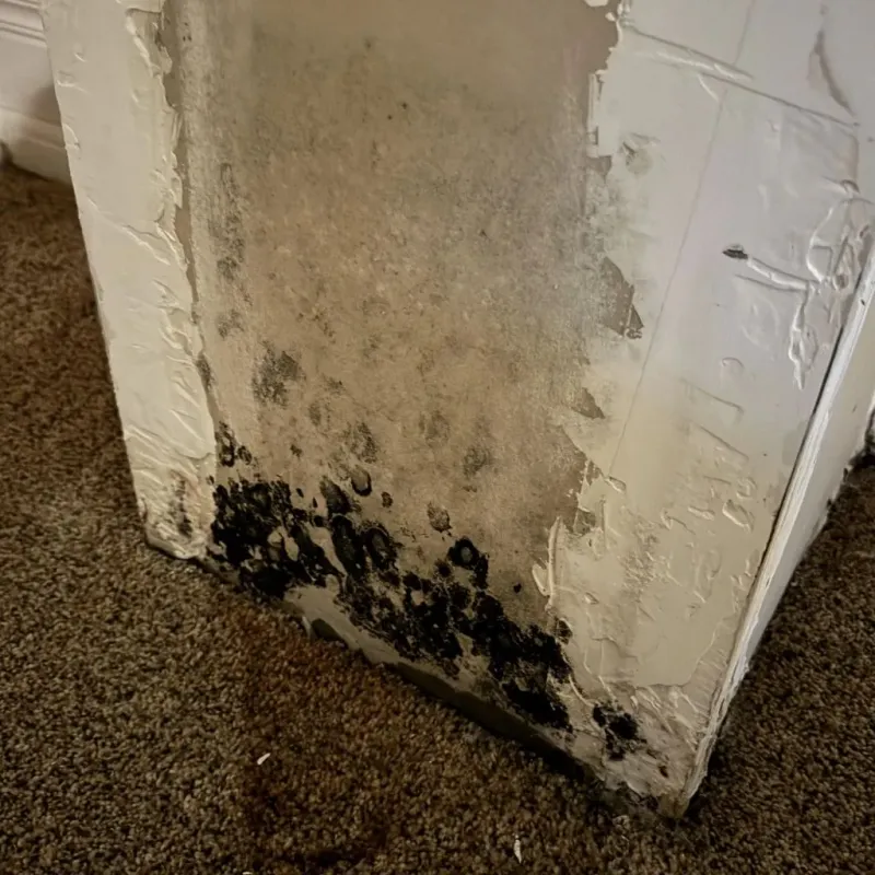 Professional Mold Removal in Mecca, CA